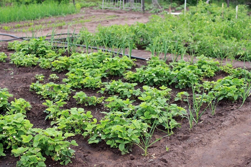 La permaculture et vous : créer un espace vert durable